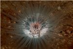 burrowinganemone