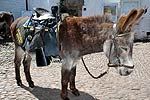 donkthum