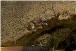 ediblecrab