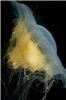 jelly1