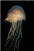 jelly3