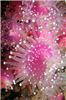 jewelanemone2