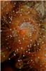 jewelanemone4