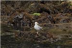 seagull1
