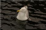 seagull2