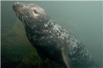 seal1
