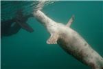 seal2