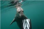 seal3