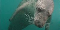 seal4