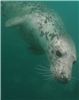 seal5