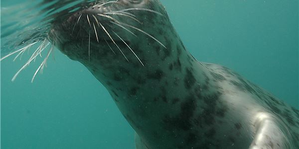 seal6
