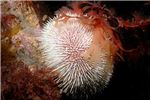 urchin